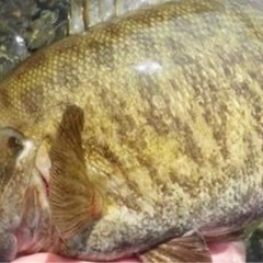 バス釣り友募集します。柏、松戸、我孫子市周辺在住の方