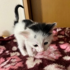 【決まりました】生後4週間　里親募集
