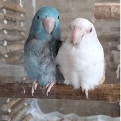 マメルリハ　メスペア