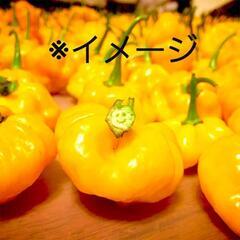スコッチボネット 苗の画像