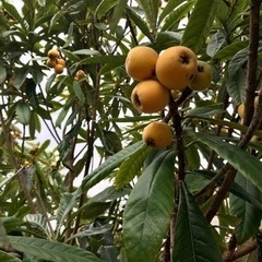 無農薬♫甘くて美味しい採れたて枇杷ビワの画像