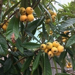 無農薬♫甘くて美味しい採れたて枇杷ビワの画像