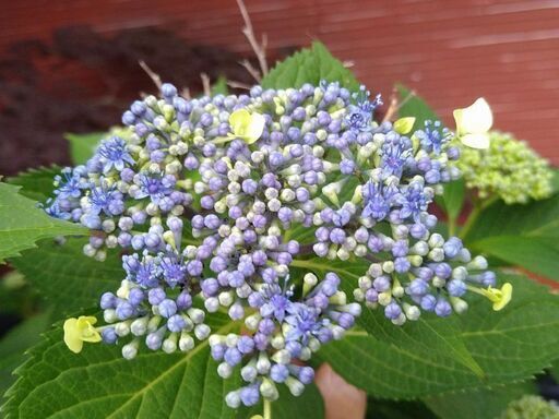 【植木・花木・庭木】ガクアジサイ　額紫陽花　あじさい　青花　大株　6-1