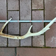 【終了
 】 鹿の角4本