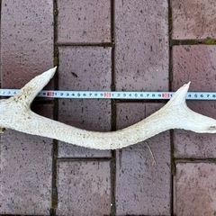 【終了
 】 鹿の角4本の画像