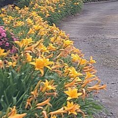【植木・庭木・グランドカバー・花木】ノカンゾウ　