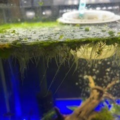 アマゾンフロックピット①、4~5株程度の画像