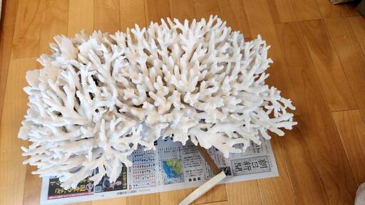 【サンゴ】白珊瑚の原木の置物