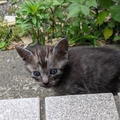 家族に迎えてください🐈‍⬛💞