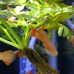 国産グッピーアルビノフルレッド2ペア水草おまけ付き(1名)の画像