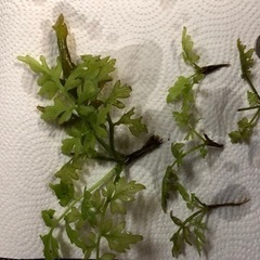 国産グッピーアルビノフルレッド2ペア水草おまけ付き(1名)の画像