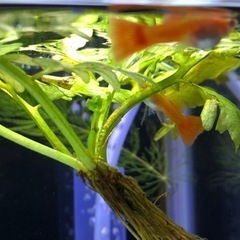 国産グッピーアルビノフルレッド2ペア水草おまけ付き(1名)の画像