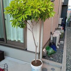 【6/10まで】ヒメユズリハ（植栽）の画像