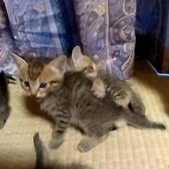 里親募集です。 - 猫