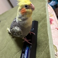 オカメインコが逃げてしまいました。協力お願い致します
