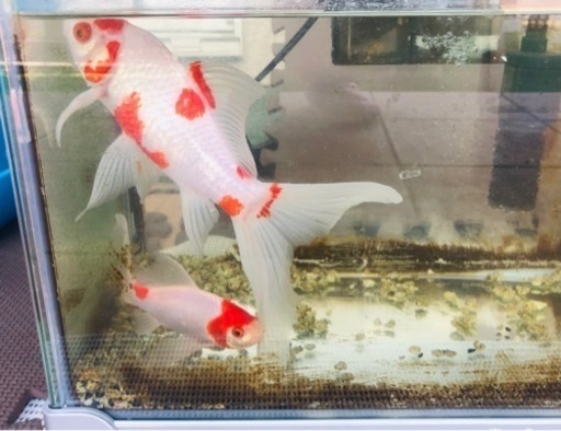 金魚 大きめコメット 2匹 オス メス ペア♪   水槽、フィルターなど一式まとめて　大切にしてくださる方に♪ 　