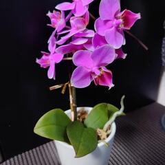 胡蝶蘭　値下げの画像