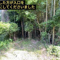 竹 青竹 無料で差し上げます (品種不明)の画像