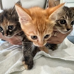 2ヶ月の兄弟猫✦