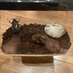 カブトムシ　オス　メス　成虫　
