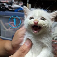 ご応募ありがとうございました😊全て譲渡決まりました！
