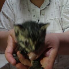 仔猫里親さん募集