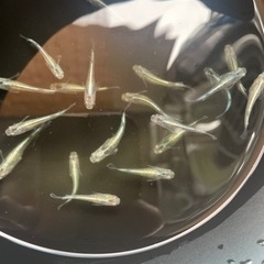 メダカ 輝黒龍 画像すべて産卵床付き【決まりました】
