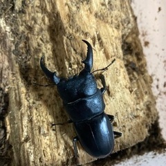 ヒラタクワガタ♂オス52ミリ の画像