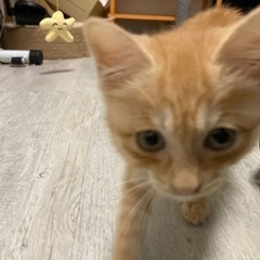 野良猫が連れて来た子猫