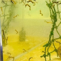 海水魚 タツノオトシゴ(ラインドシーホース5匹)お売りします。の画像