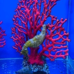 海水魚 タツノオトシゴ(ラインドシーホース5匹)お売りします。の画像