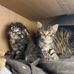 （ストップ中）生後3週間　野良猫　メス　キジトラ　毛長　垂れ耳