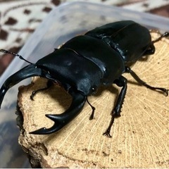決まりました。国産オオクワガタ　能勢SR血統　♂81.6㎜　♀5...