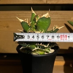 生活雑貨 家庭用品 ガーデニングの画像