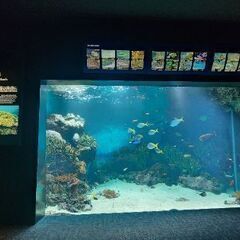 熱帯魚(淡水魚でも海水魚でも) 友達募集! - 廿日市市
