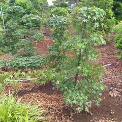【植木・庭木・紅葉】イロハモミジ段作り　6-1