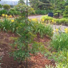 【植木・庭木・紅葉】イロハモミジ段作り　6-1の画像