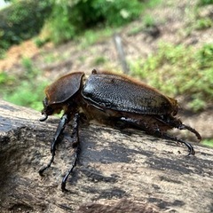 ヘラクレスオオカブトムシ　メス単品　少し羽パカの画像