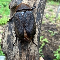 ヘラクレスオオカブトムシ　メス単品　少し羽パカの画像
