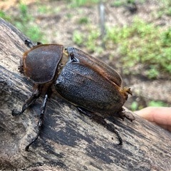 ヘラクレスオオカブトムシ　メス単品　少し羽パカの画像
