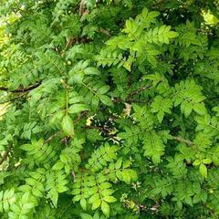今が旬！木の芽味噌を作りませんか？　木の芽（山椒の葉）摘み放題！...