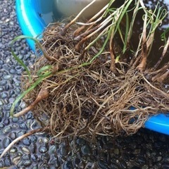 ニラ苗 (ポット植え) 1株に付き宿根 2株のおまけ付き
