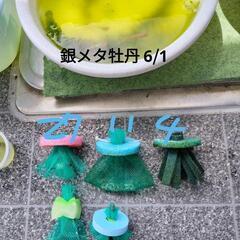 長く使える❗オクラネット(産卵床)①　新品5枚の画像