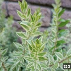  マートル（斑入り)100円～の画像