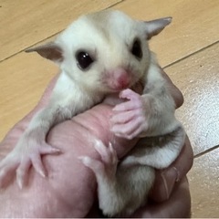 フクロモモンガ クリミノベビー