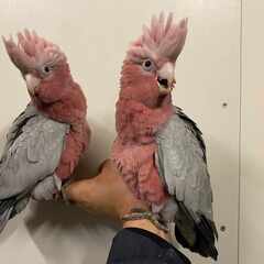 モモイロインコ　EUCB - 地元のお店