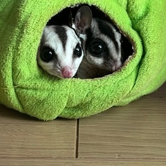 フクロモモンガ　メス2匹