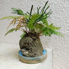 軽石のリュウノヒゲ