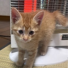 1ヶ月半 茶トラ 子猫