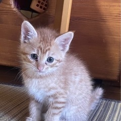 茶トラ子猫